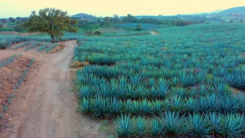 plantation sowing of agave tequila liquor mezcal maguey plant sown in jalisco Mexico agriculture