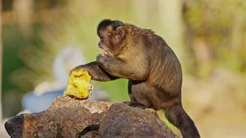 Monkey Eats Pineapple Piece on Rock