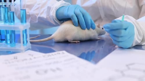 Scientist injects laboratory rat in science lab