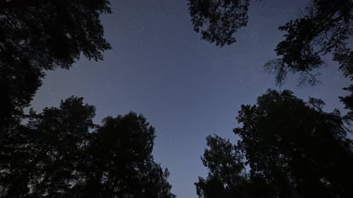 Night Starry Sky Through the Forest Tree Tops