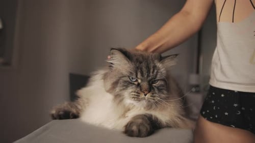 Woman pets furry cat indoors