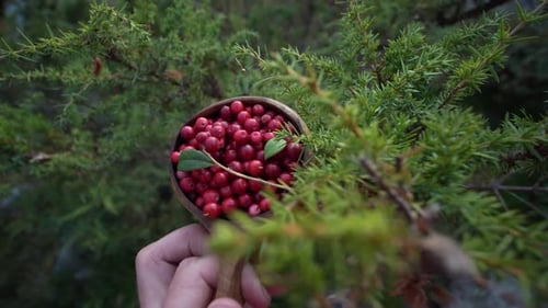 Une personne tenant une tasse d'airelles dans une forêt de pins en Finlande