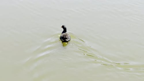 Common Moorhen Walking and Moving in Shallow Wetlands