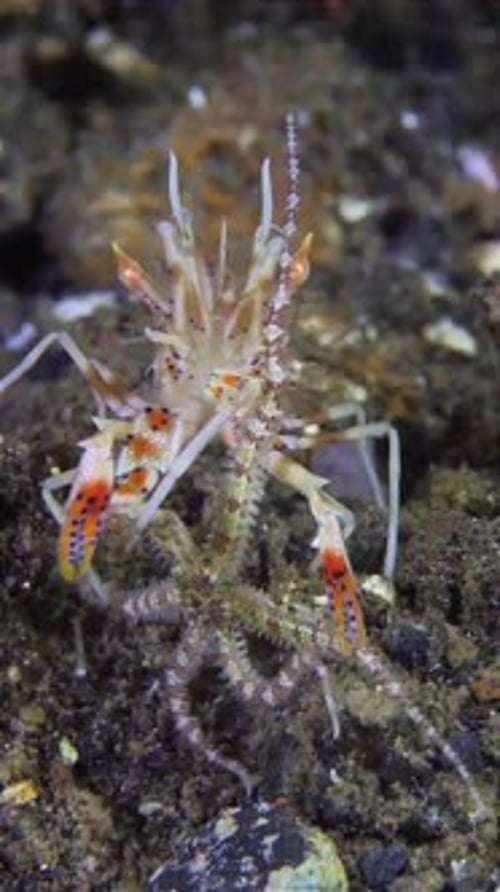 close up view of shrimp fighting with starfish