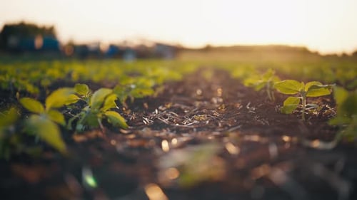 Growing Young Sprout Plants in Spring A Small Sprout Organic Plant Rises Up Growing in a Planting