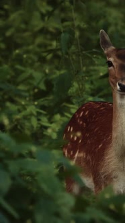 Spotted Deer Standing Among Lush Green Forest Foliage