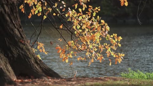 A magnificent old oak tree, covered with autumn leaves, stands on the bank of the small pond its bra