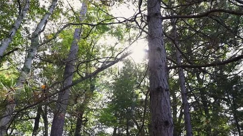 Sunlight Streaming Through Forest Trees