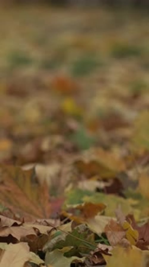 Vertical Romantic Fall Walking Woman Enjoying