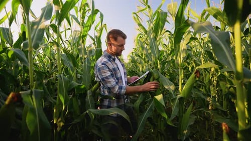 Farmer with Tablet Examining Corn Crop in Field