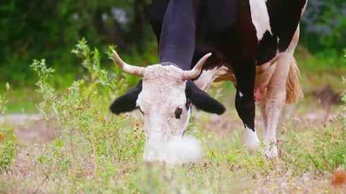 Cows Eating Grass