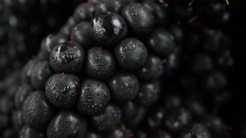 Close Up of Fresh Wet Blackberries