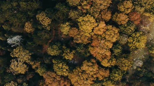 Ein grüner Wald von oben