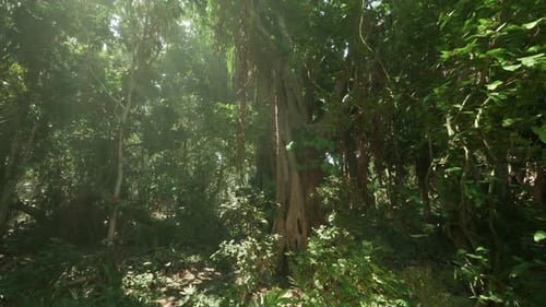 Lush Green Jungle Landscape in Vietnam Showcases Tropical Flora and Fauna