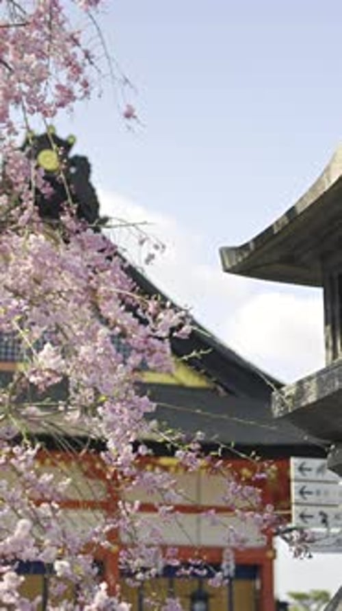 Exploring the stunning cherry blossoms and iconic architecture at Fushimi Inari in Kyoto during spri