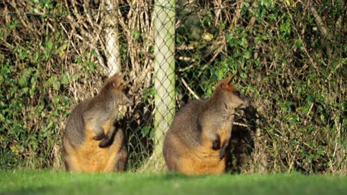 Des wallabies attentifs regardent derrière eux avec un petit oiseau qui passe au premier plan.