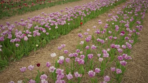 Spring Tender Tulip Flowers in the Field