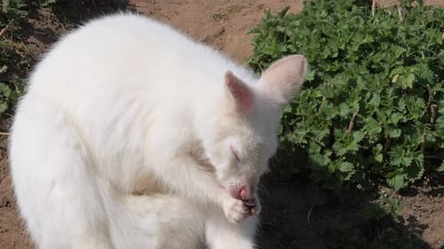 White Wallaby reinigt sich in der Sommersonne.