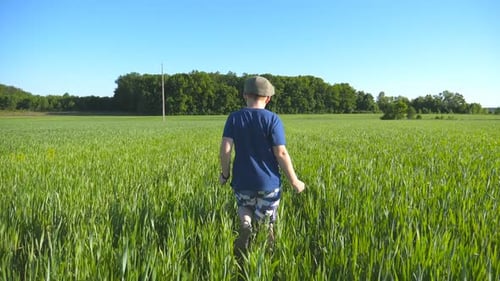Follow to Happy Boy is Running Through the Field with Green Wheat at a Sunny Hot Day Carefree Child