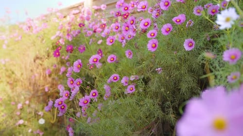 Cosmos Flowers In Full Bloom In The Garden During Spring. - closeup shot