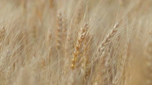 Wheat Field Ears of Wheat Swaying From the Gentle Wind
