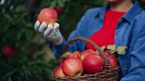 Hermosas manzanas maduras rojas y jugosas recogidas en una cesta.