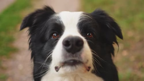 Outdoor Portrait of Cute Smiling Puppy Border Collie Sitting on Park Background Little Dog with