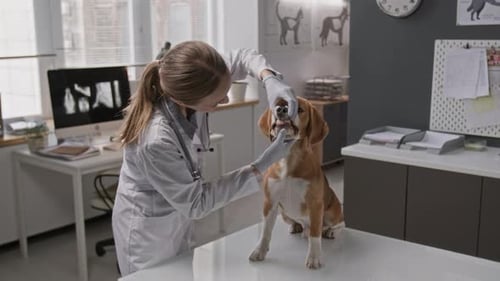 Female Veterinarian Performing Dental Examination on Beagle Dog in Clinic