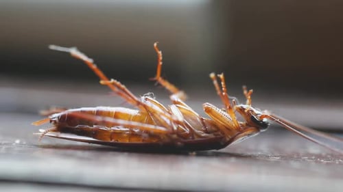 insect repellent. dying cockroach close up. insecticide and pesticide concept. Pest control