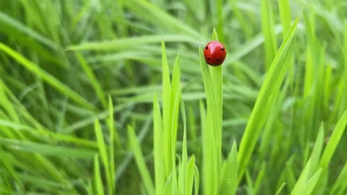 Ladybug on Green Grass Blade Close-Up