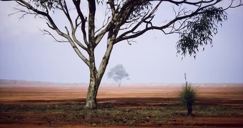 Desert Landscape with Sparse Trees and Red Soil During Midday Light