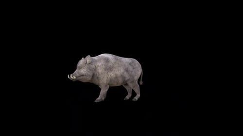 Boar Pig Idle