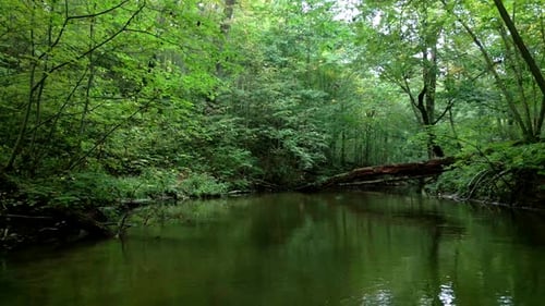 A drone shot over the calm riverbed, flowing between the branches of leafy trees
