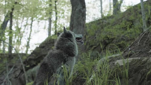 Gray Wolf Stands in a Forest