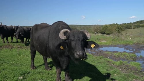 A Closeup of a Single Water Buffalo Standing on Green Grass Near a Muddy Puddle on a Sunny Day in a