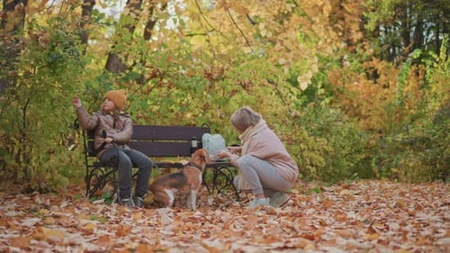 Girl Plucks Leaf While Woman Feeds Dog on Autumn Forest Bench