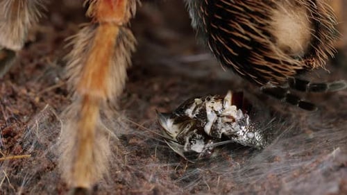 Mexican Red-Knee Tarantula spider wraps prey in web using spineretts - close up macro - timelapse
