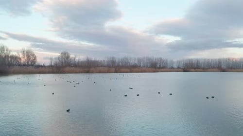 Luftaufnahme von Wildenten an einem ruhigen See. Winteraufnahmen.