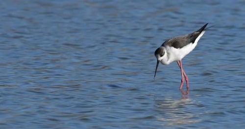 Stelzenläufer (Himantopus himantopus), Camargue, Frankreich