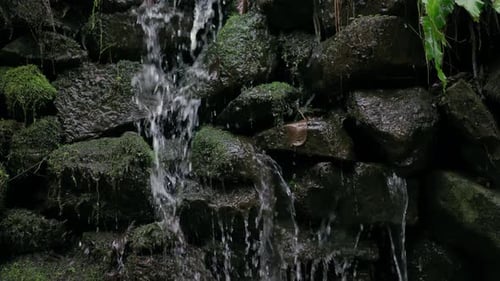 Little Creek läuft auf Steinen im Regenwald
