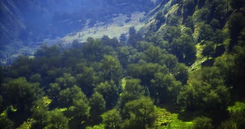 Vibrant Green Landscape with Lush Trees Under Sunlight in Mountainous Area
