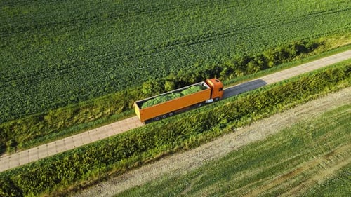 Heavy Truck is Carrying Cargo of Corn for Silage on Dirty Road in Beautiful Area Lorry Rides