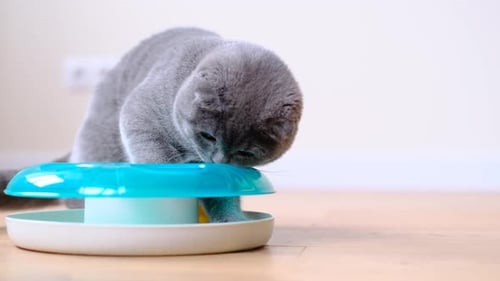 Gray Cat Plays with an Interactive Toy