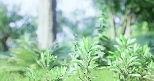 Lush Green Plants Thriving in a Serene Forest Environment During Daylight