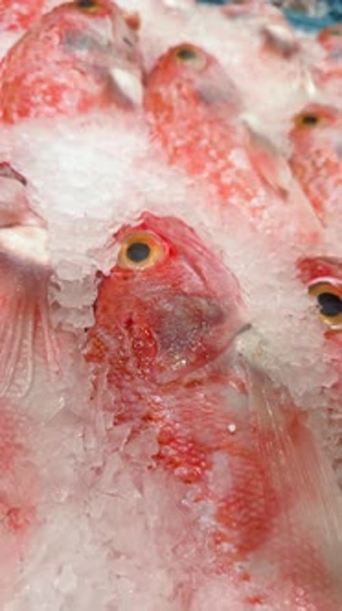 The Vibrant Fresh Fish Display Showcased at the Local Seafood Market for Consumers