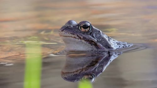 Brown frog (Rana temporaria) close-up in a pond.