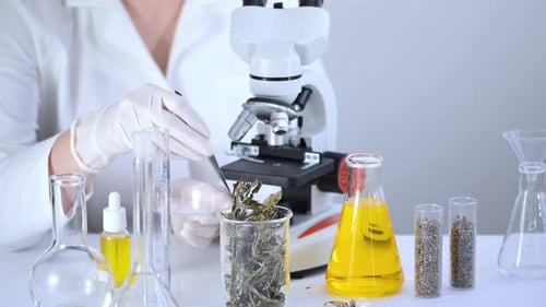 Scientist examining dry cannabis herb at laboratory.