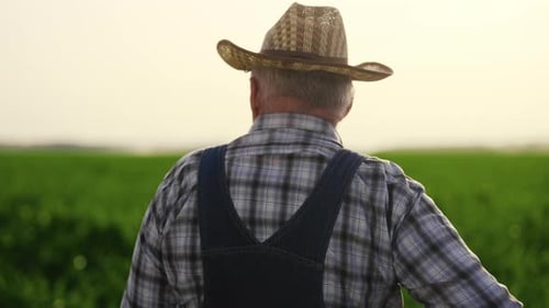 Aged Agronomist in Straw Hat Viewing Amazing Plantation with Growing Plants Elderly Farm Worker