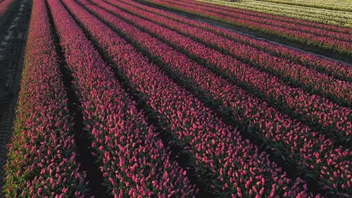 Aerial view of blooming tulip fields at sunrise, Lisse, Netherlands.