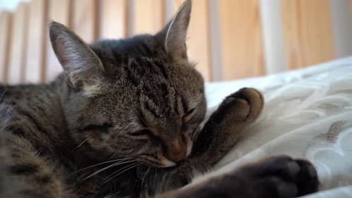 Brown Tabby Cat Grooming Itself on Bed